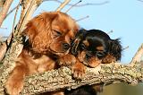 CAVALIER KING CHARLES 740